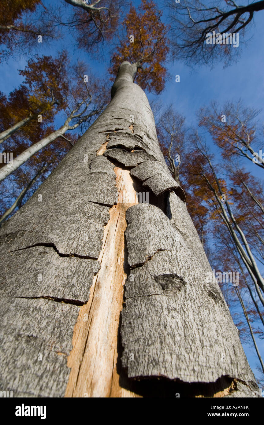 Bosco in autunno, il bosco di faggi rossi, Fagus sylvatica, danno termico, scottature, danni di trunk Foto Stock
