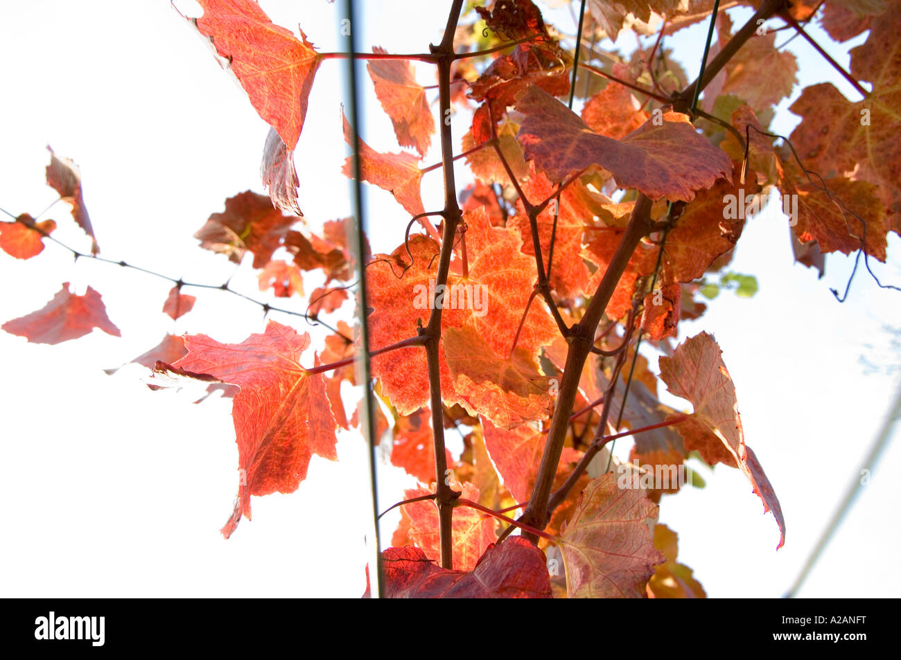 Grapevine Foto Stock