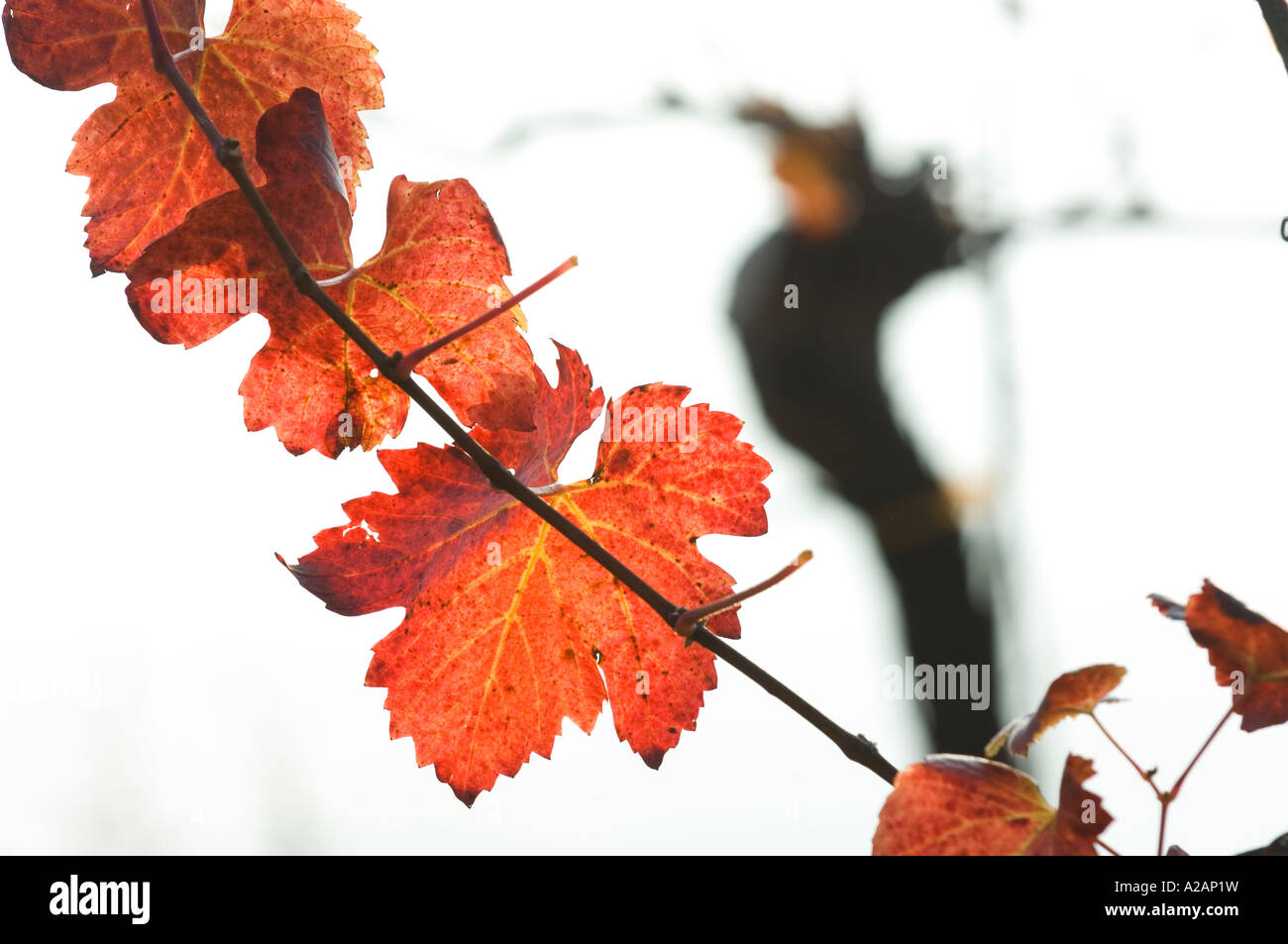 Wachau, autunno in vigneti, foglia di vite Foto Stock