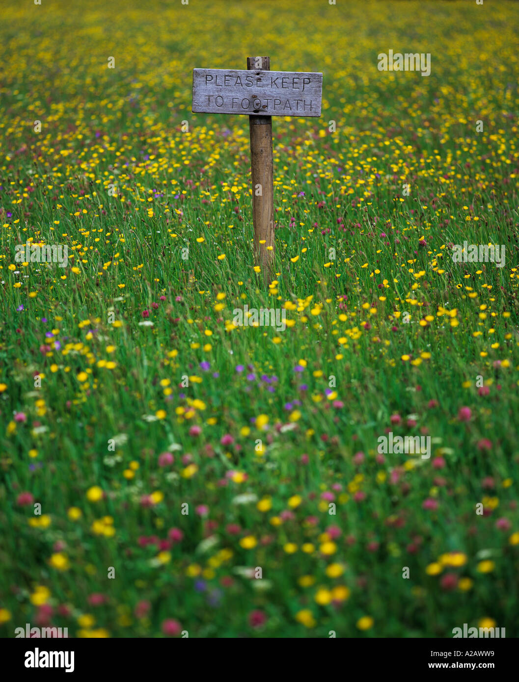 Prato di fiori selvaggi, Swaledale, Yorkshire Dales Foto Stock