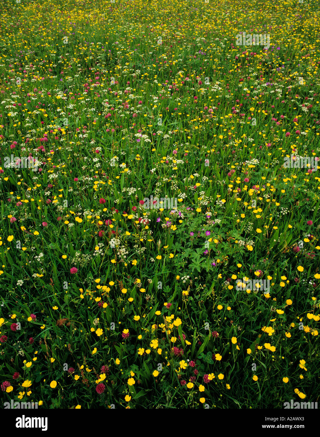 Prato di fiori selvaggi, Swaledale. Foto Stock