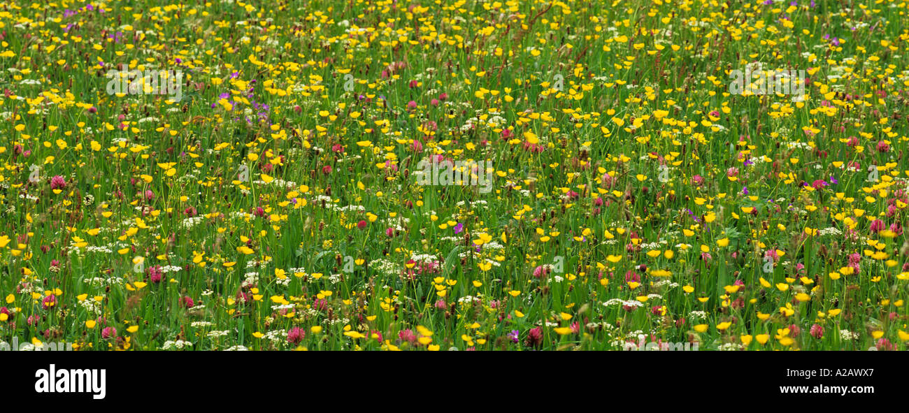 Prato di fiori selvaggi, Yorkshire Dales. Foto Stock