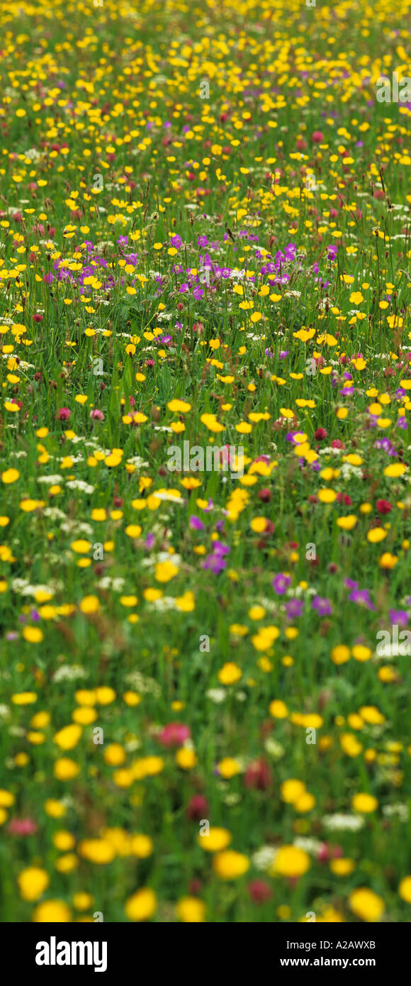 Prato di fiori selvaggi, Swaledale, Yorkshire Dales. Foto Stock