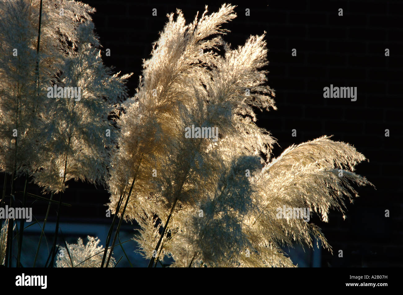 Cortaderia Selloana meglio noto come erba Pampas . Foto Stock