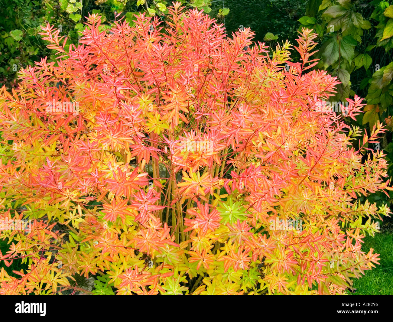 Rosso Verde Giallo Euphorbia Palustris L Sumpf-Wolfsmilch EUPHORBIACEAE Foto Stock