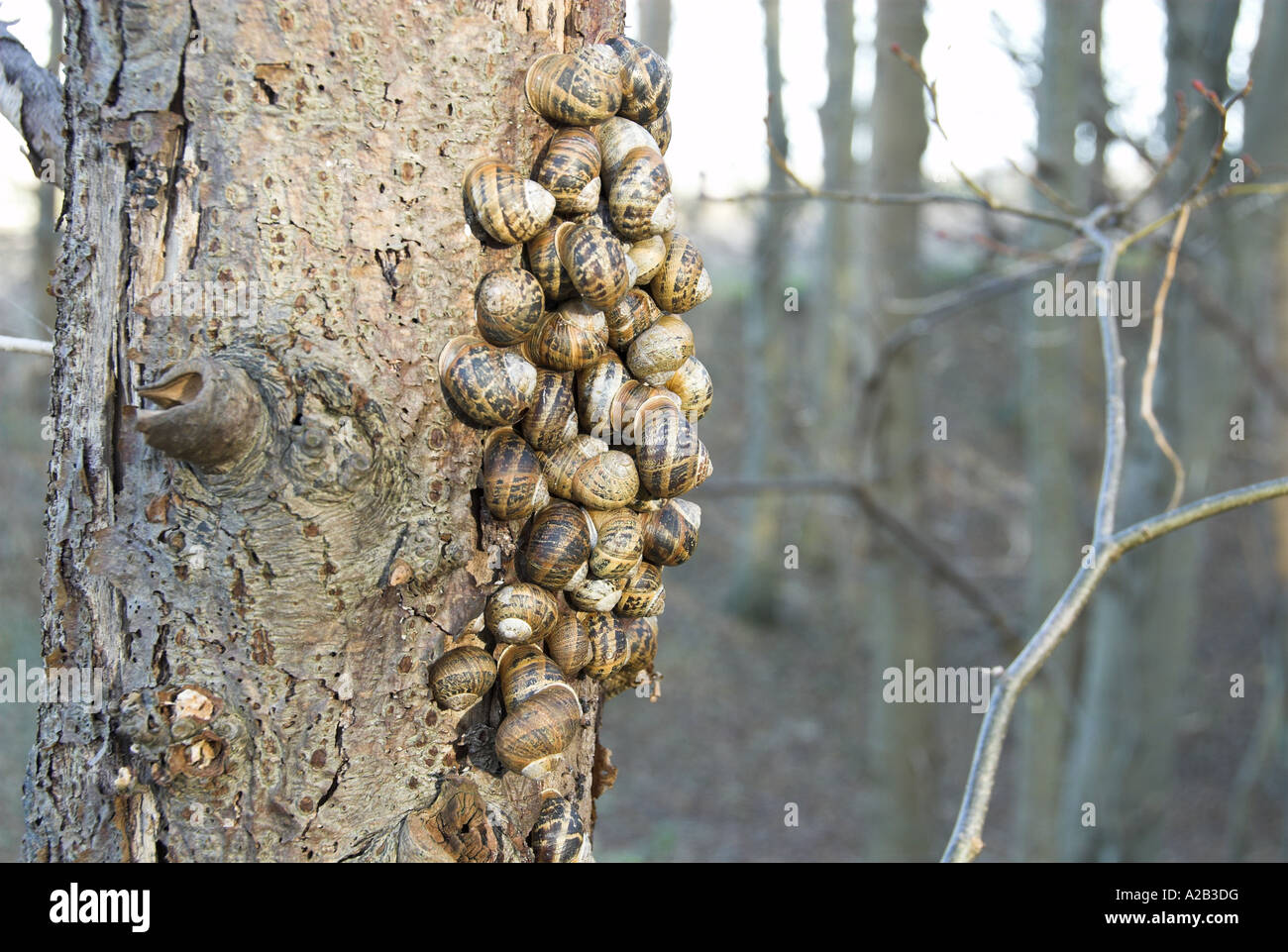 Giardino in comune va a passo di lumaca Helix Aspersa grande gruppo entra in modalità di ibernazione su tronchi faggio Norfolk UK Novembre Foto Stock