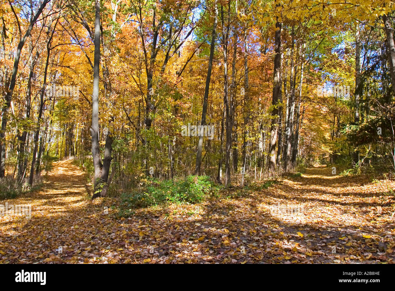 Prairieville Michigan una strada rurale si divide in due direzioni come i colori dell'autunno dipingere la scena Foto Stock