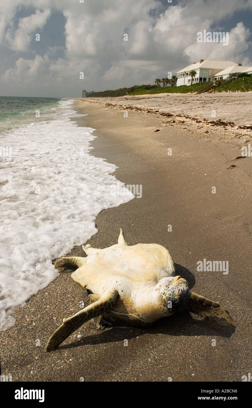 Dead tartaruga verde lavaggi fino su una spiaggia della Florida. Foto Stock