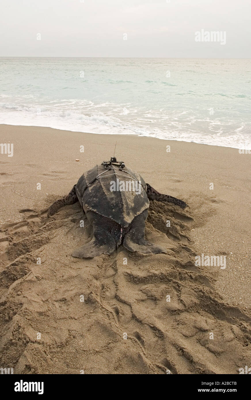 Liuto tartaruga di mare (Dermochelys coriacea) con trasmettitore satellitare all'alba Foto Stock