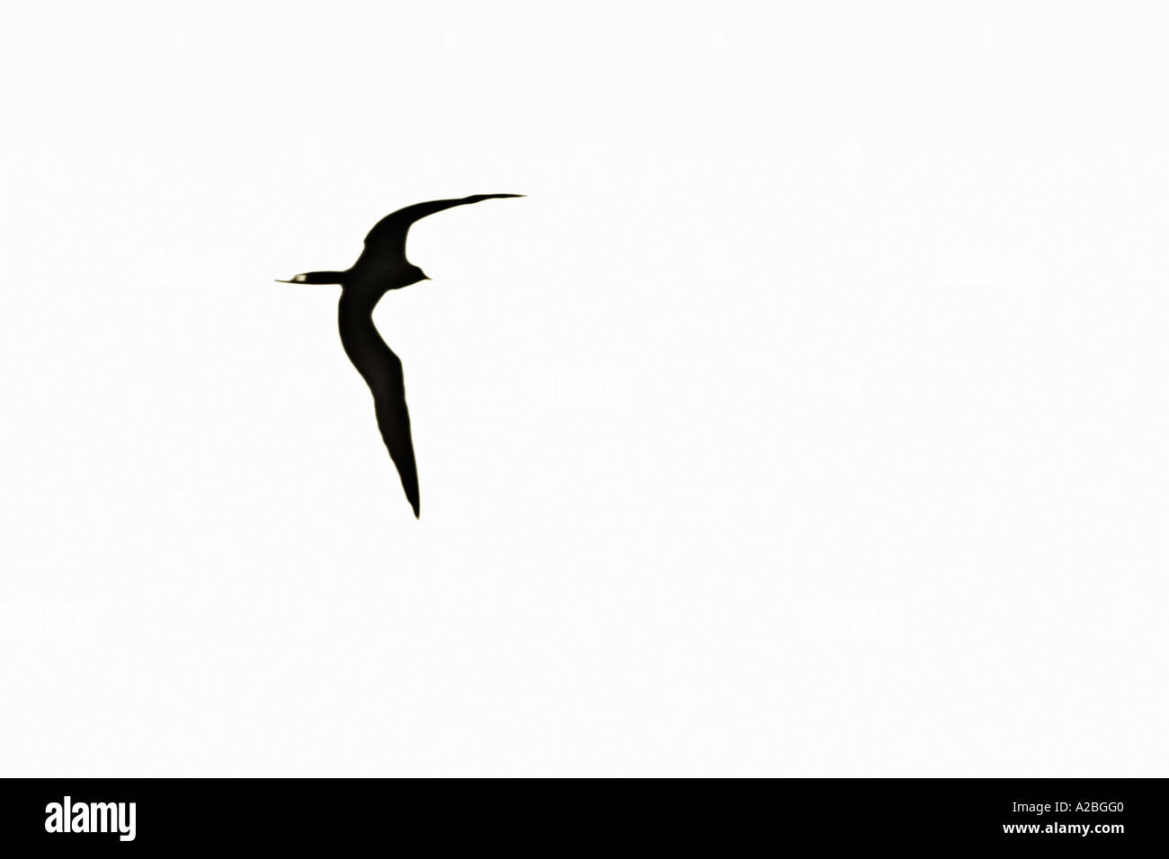 Frigate Bird in volo elevato la chiave Foto Stock