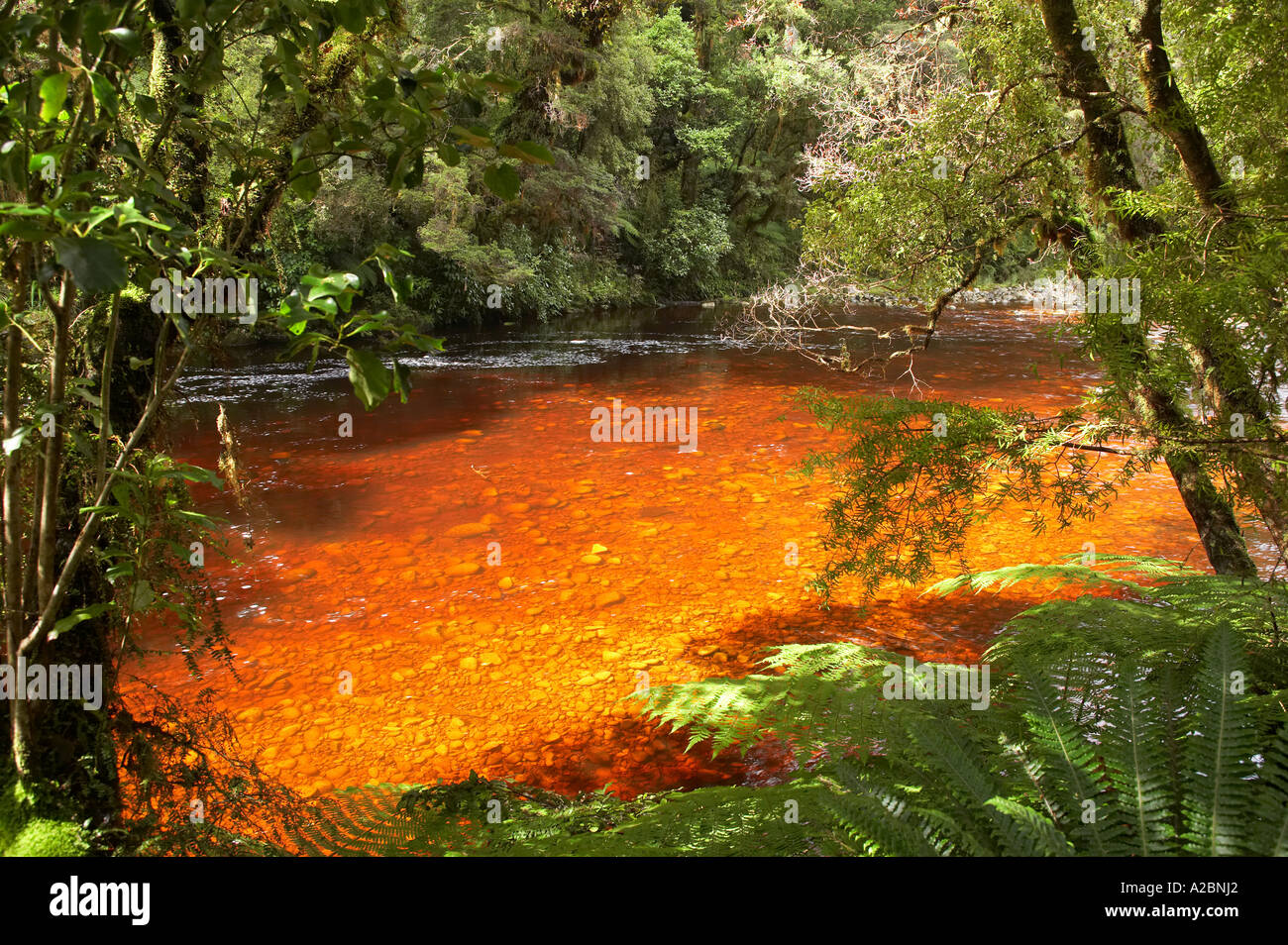 Fiume Oparara bacino Oparara vicino a Karamea Kahurangi National Park West Coast Isola del Sud della Nuova Zelanda Foto Stock