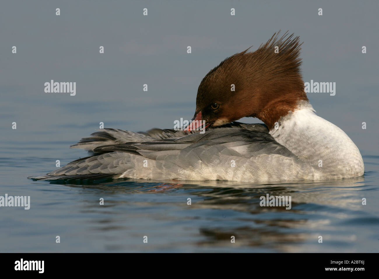 Smergo maggiore Mergus merganser Svizzera femmina Foto Stock