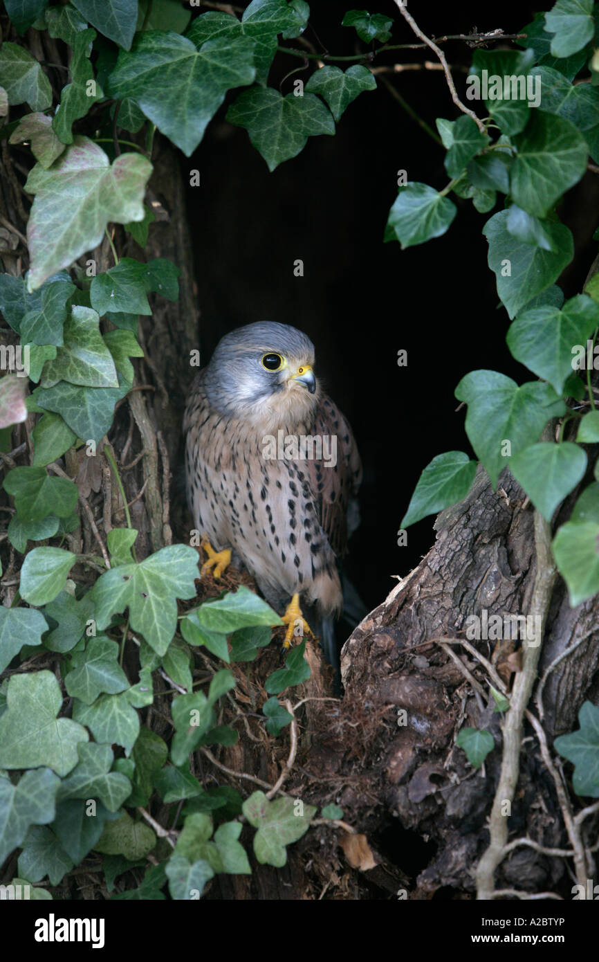 Il Gheppio Falco tinnunculus maschio West Midlands UK Winter Foto Stock