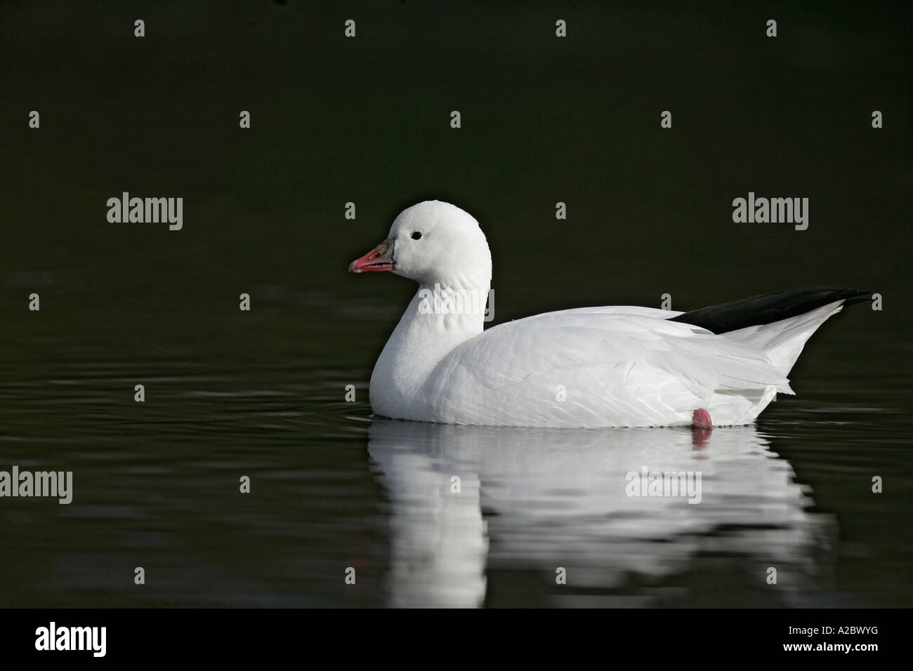 ROSS'S GOOSE Anser rossii Foto Stock