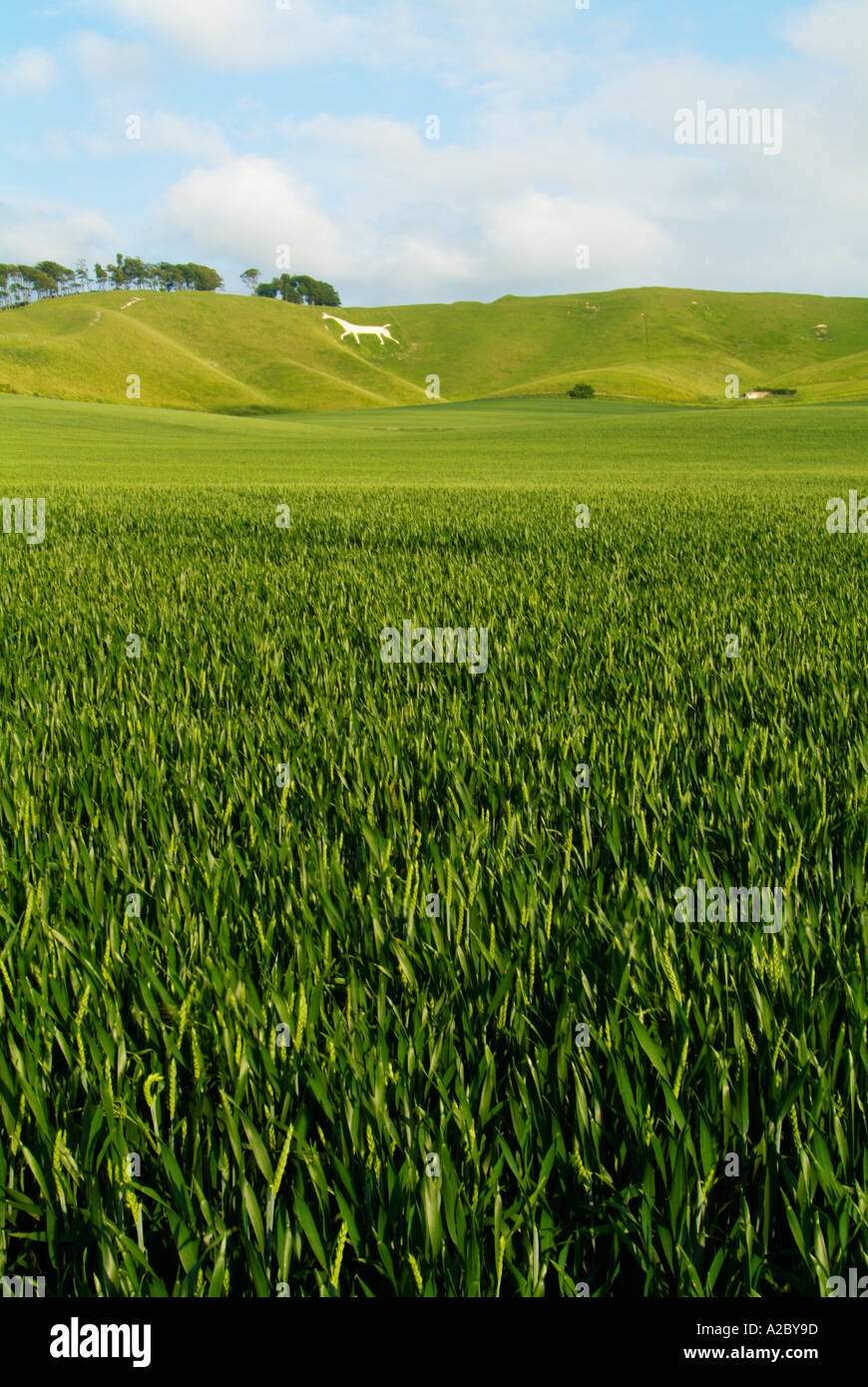 Famoso cavallo bianco a Cherhill Wiltshire, Inghilterra UK GB UE Europa eye35.com Foto Stock