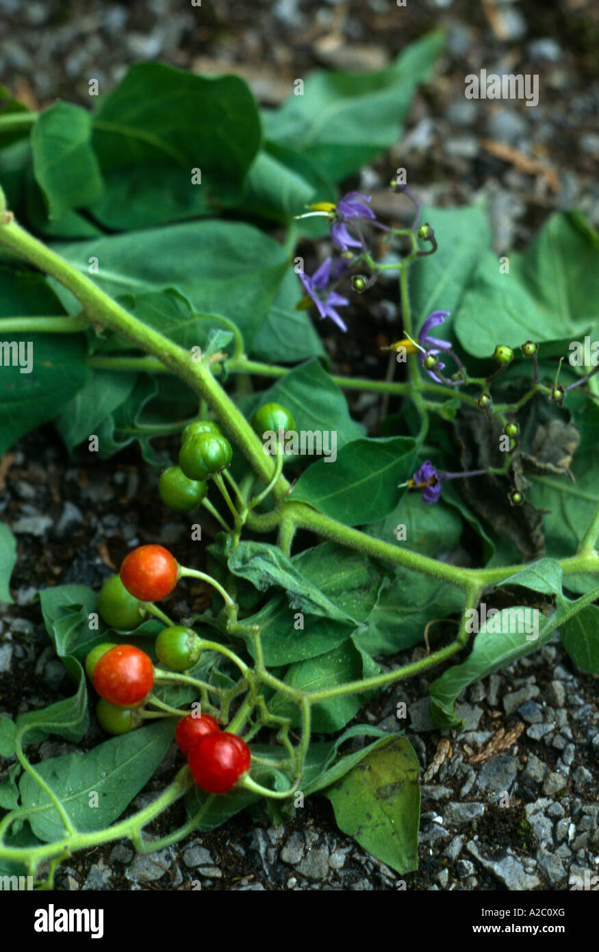 Woody Nightshade (Solanum Dulcamara) in Flower nella stessa famiglia di Deadly Nightshade (Belladonna), ma non come tossico Foto Stock