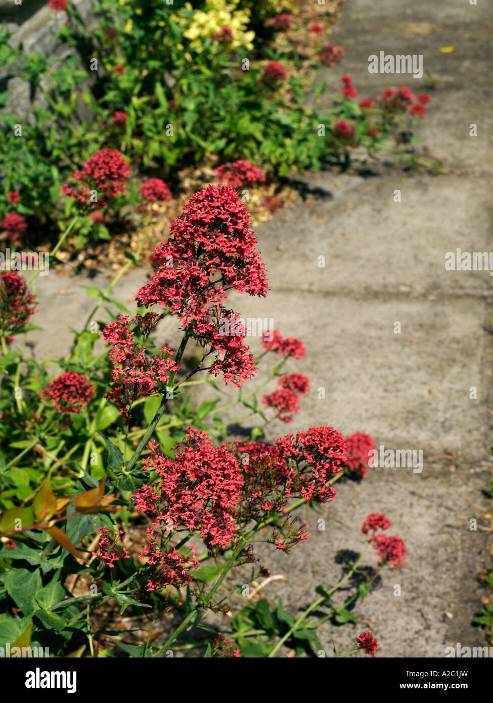 Valeriana rossa Foto Stock