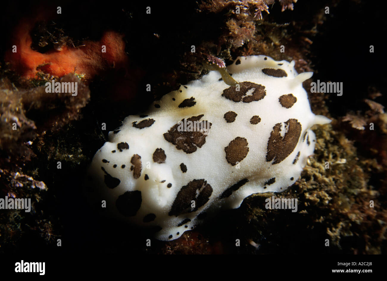 Chromodoris dalmata Nudibranch (Discodoris atromaculata) mimetizzata sulla barriera corallina. Foto Stock