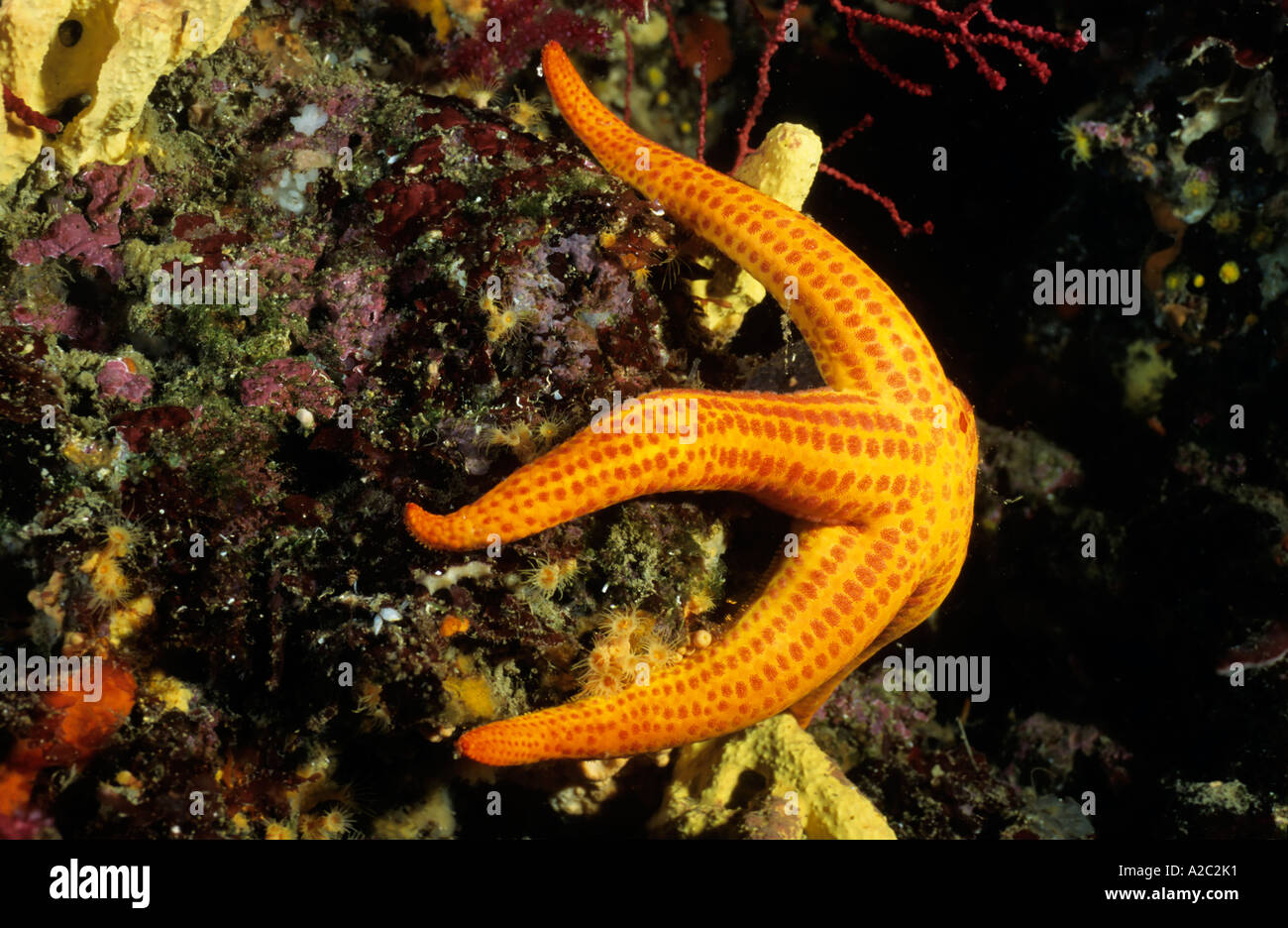 Starfish (Hacelia attenuata) aggrappati a una roccia. Foto Stock