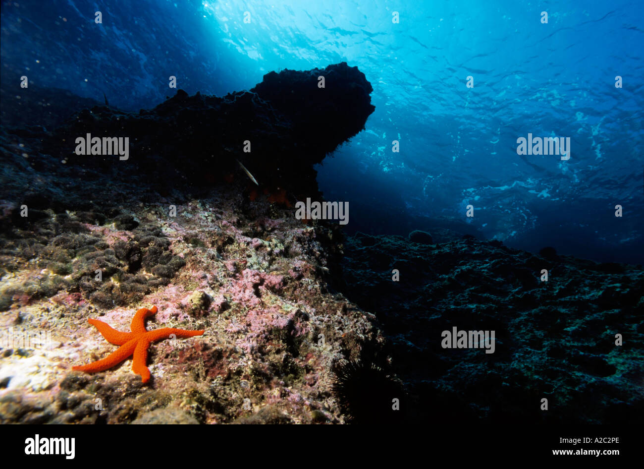 Stella Rossa su una roccia underwater Foto Stock