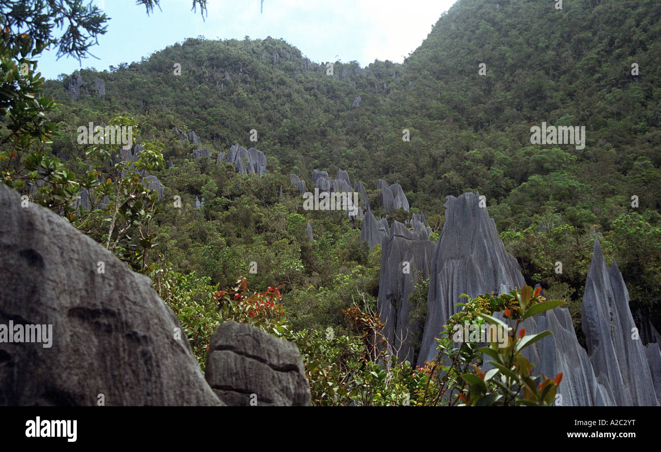 Nov 2006 Borneo Mulu National Park i pinnacoli ago come affioramenti di torre di pietra calcarea sopra il baldacchino della giungla sul monte Api Foto Stock