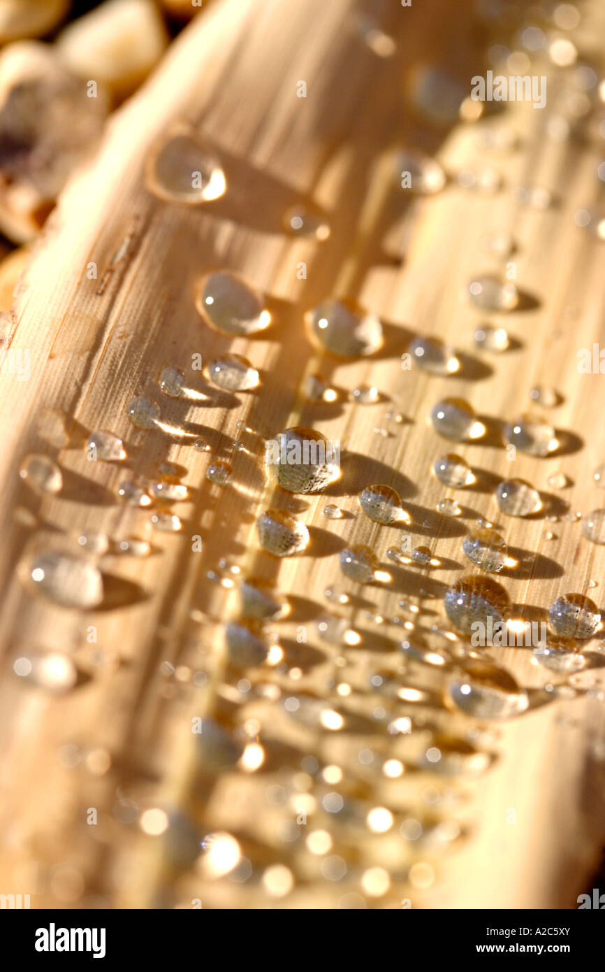 Le goccioline di acqua sul legno in presenza di luce solare Foto Stock