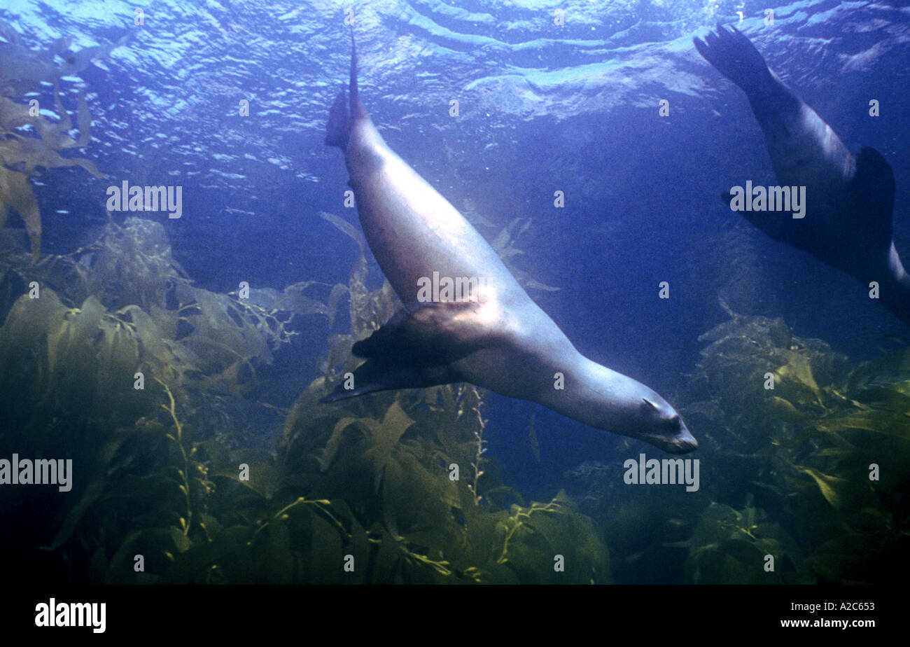 Scena subacquea con California i leoni di mare Santa Barbara Island CA Zalophus californianus Foto Stock