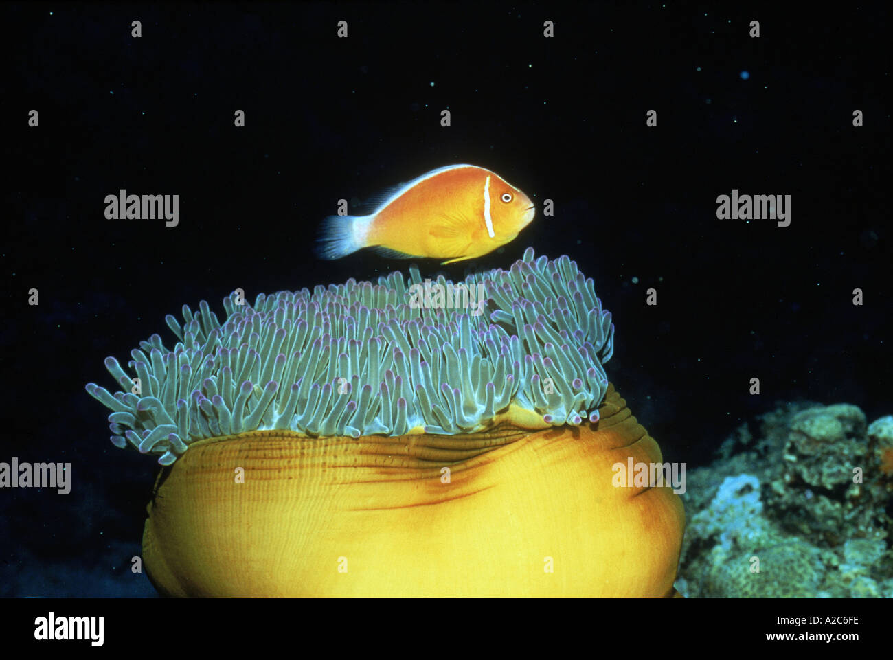 Clownfish su anemone marittimo Figi Foto Stock