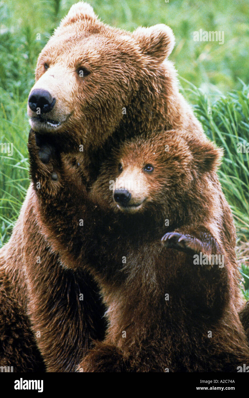 Orso bruno e cub Ursus arctos Foto Stock