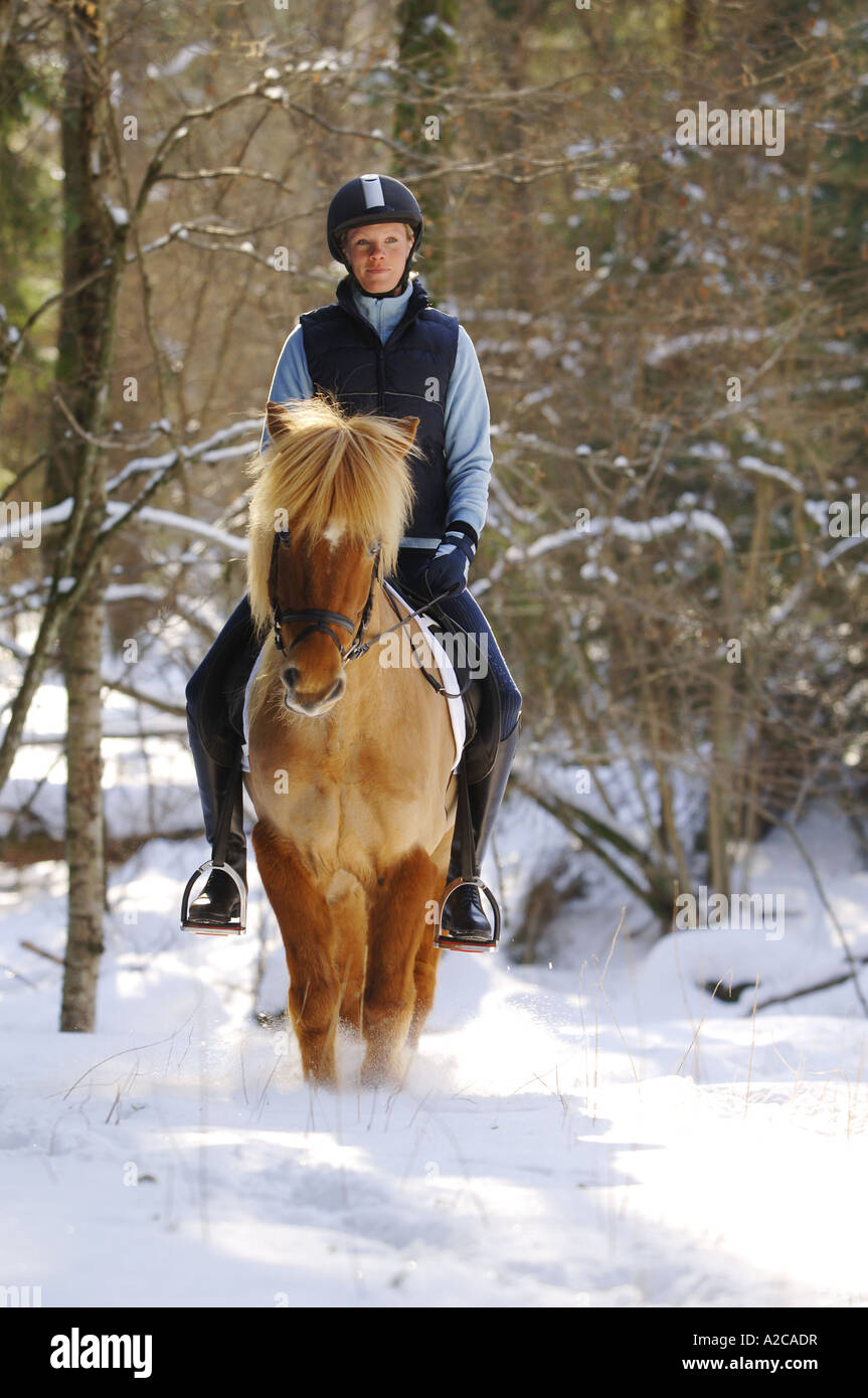Ragazza in sella di un cavallo islandese nella neve Foto Stock