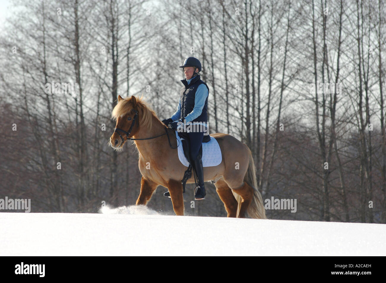 Ragazza in sella di un cavallo islandese nella neve Foto Stock