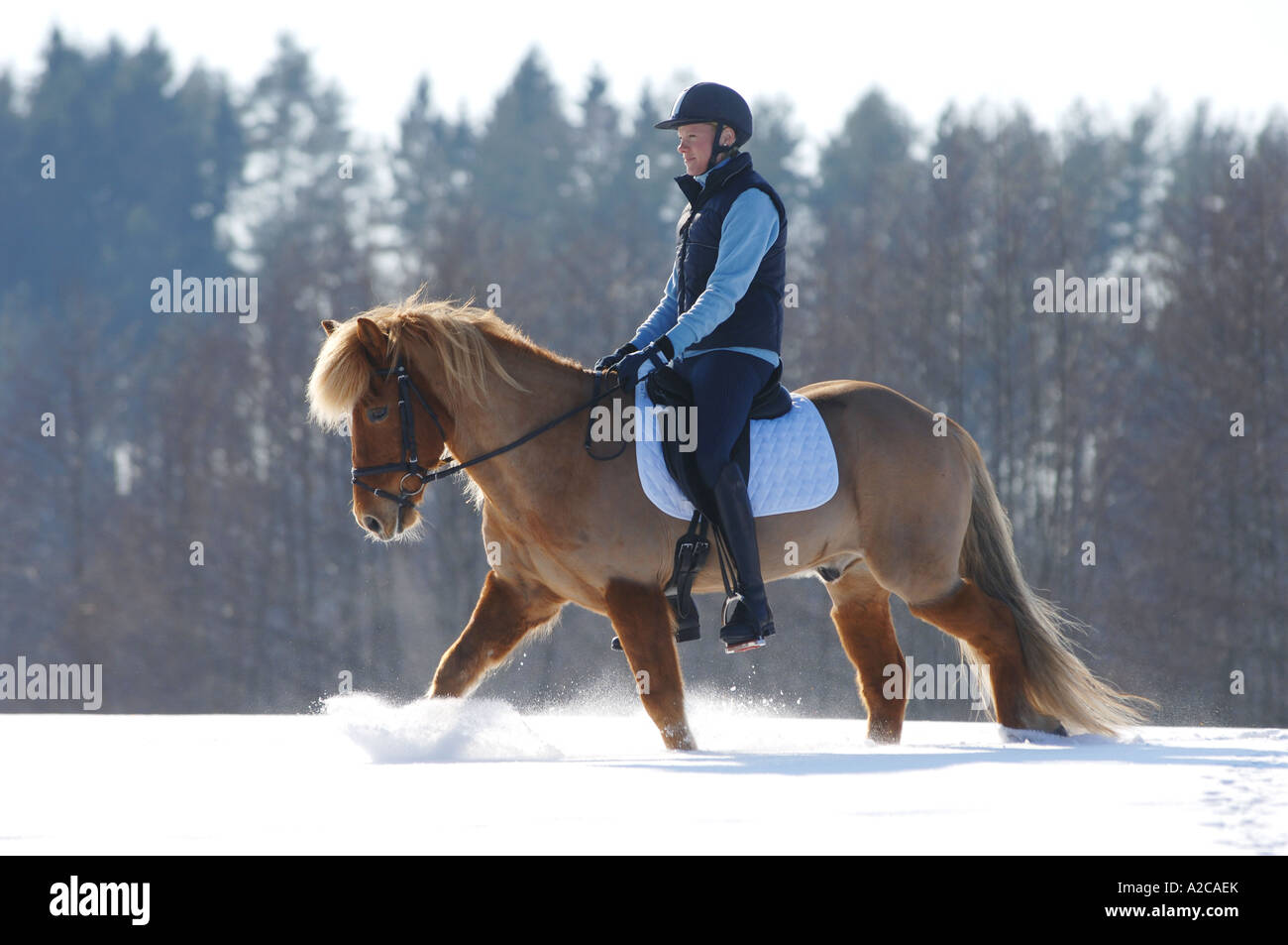 Ragazza in sella di un cavallo islandese nella neve Foto Stock