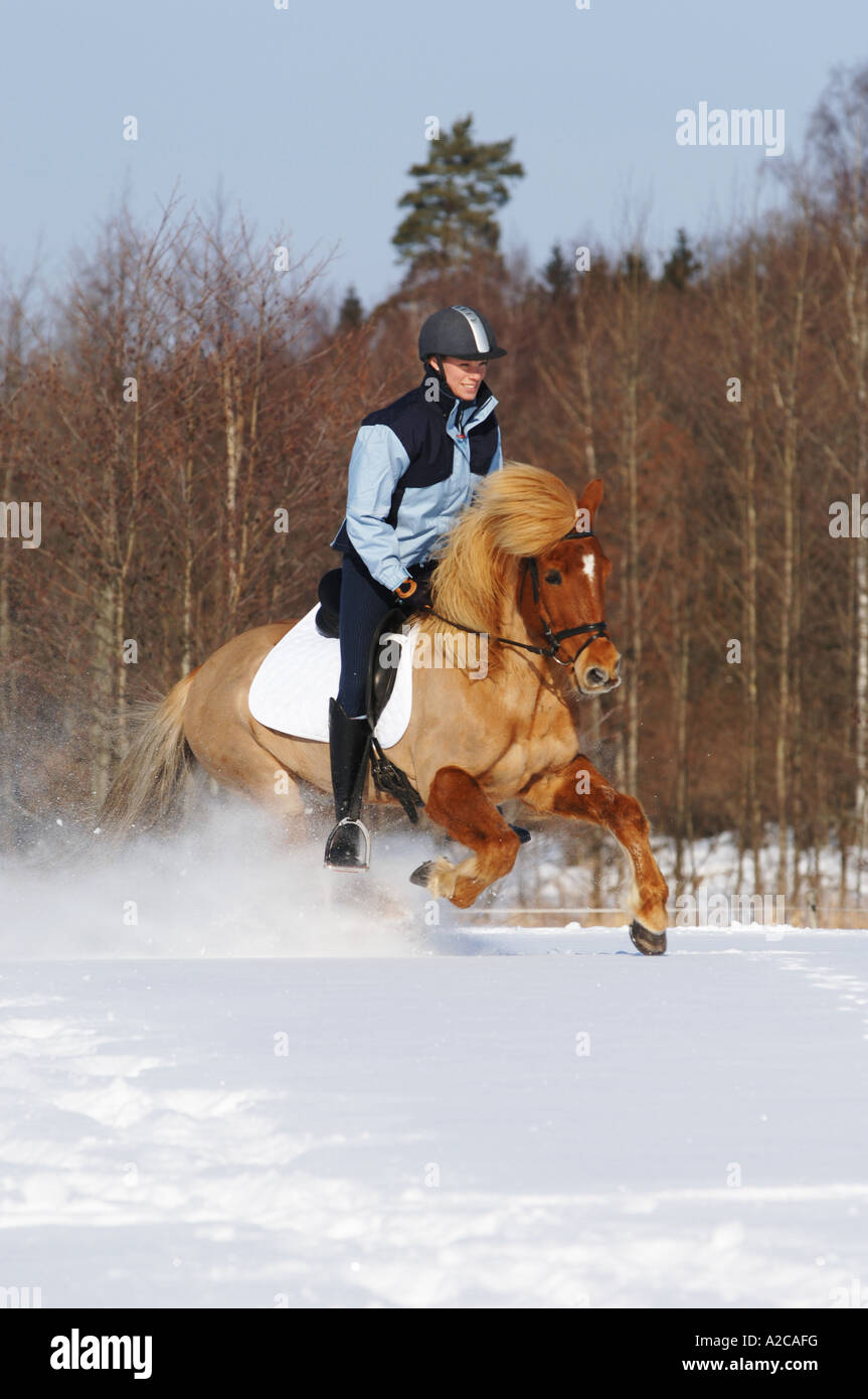 Ragazza in sella di un cavallo islandese cantering nella neve Foto Stock