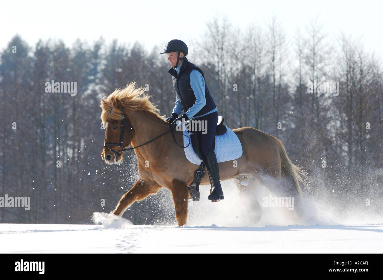 Ragazza in sella di un cavallo islandese cantering nella neve Foto Stock