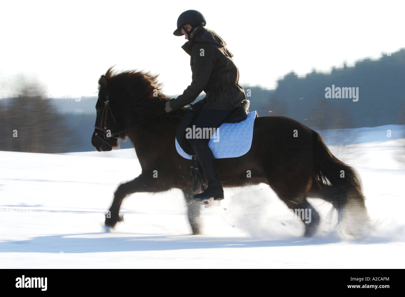 Ragazza in sella di un cavallo islandese cantering nella neve Foto Stock