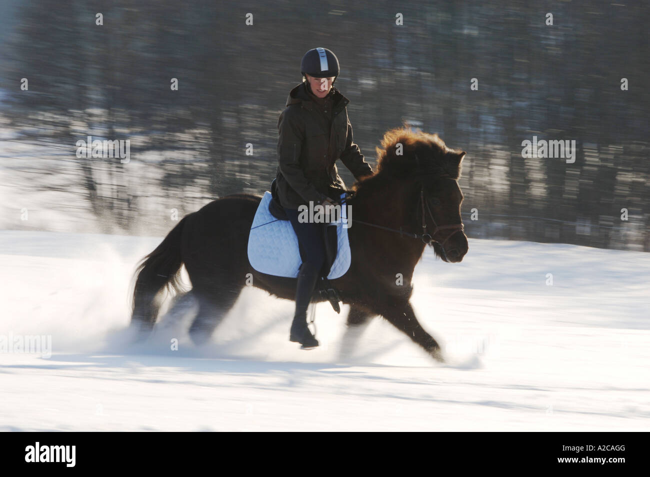 Ragazza in sella di un cavallo islandese cantering nella neve Foto Stock