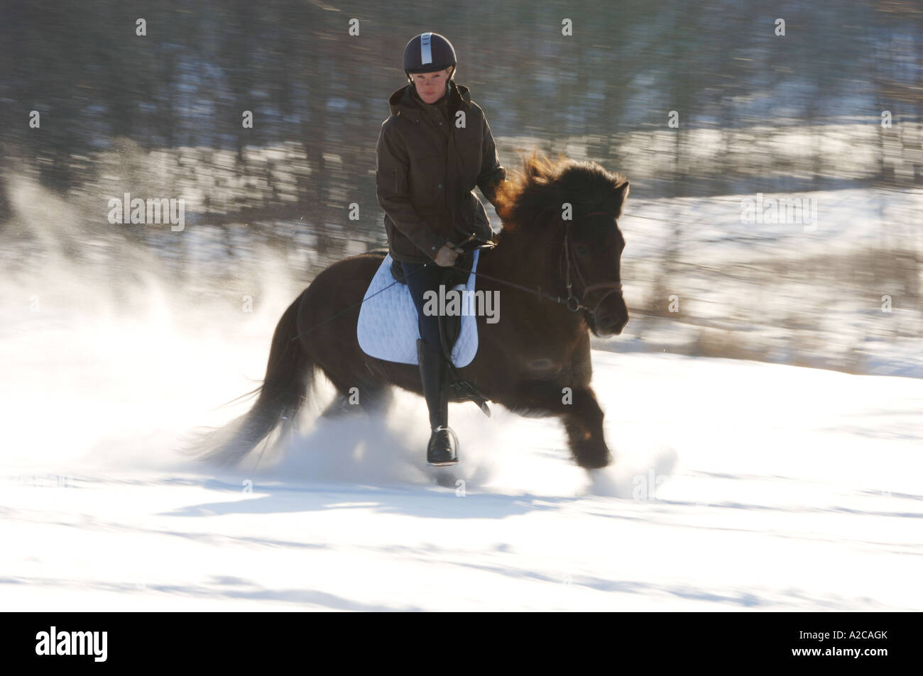 Ragazza in sella di un cavallo islandese cantering nella neve Foto Stock