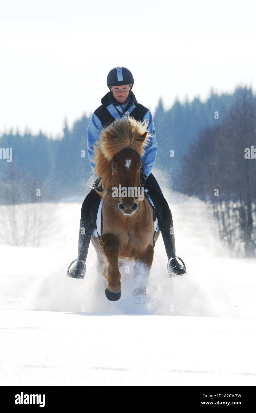 Ragazza in sella di un cavallo islandese cantering nella neve Foto Stock