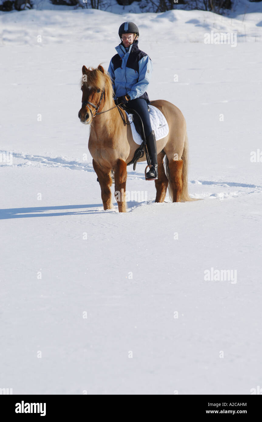 Ragazza in sella di un cavallo islandese nella neve Foto Stock