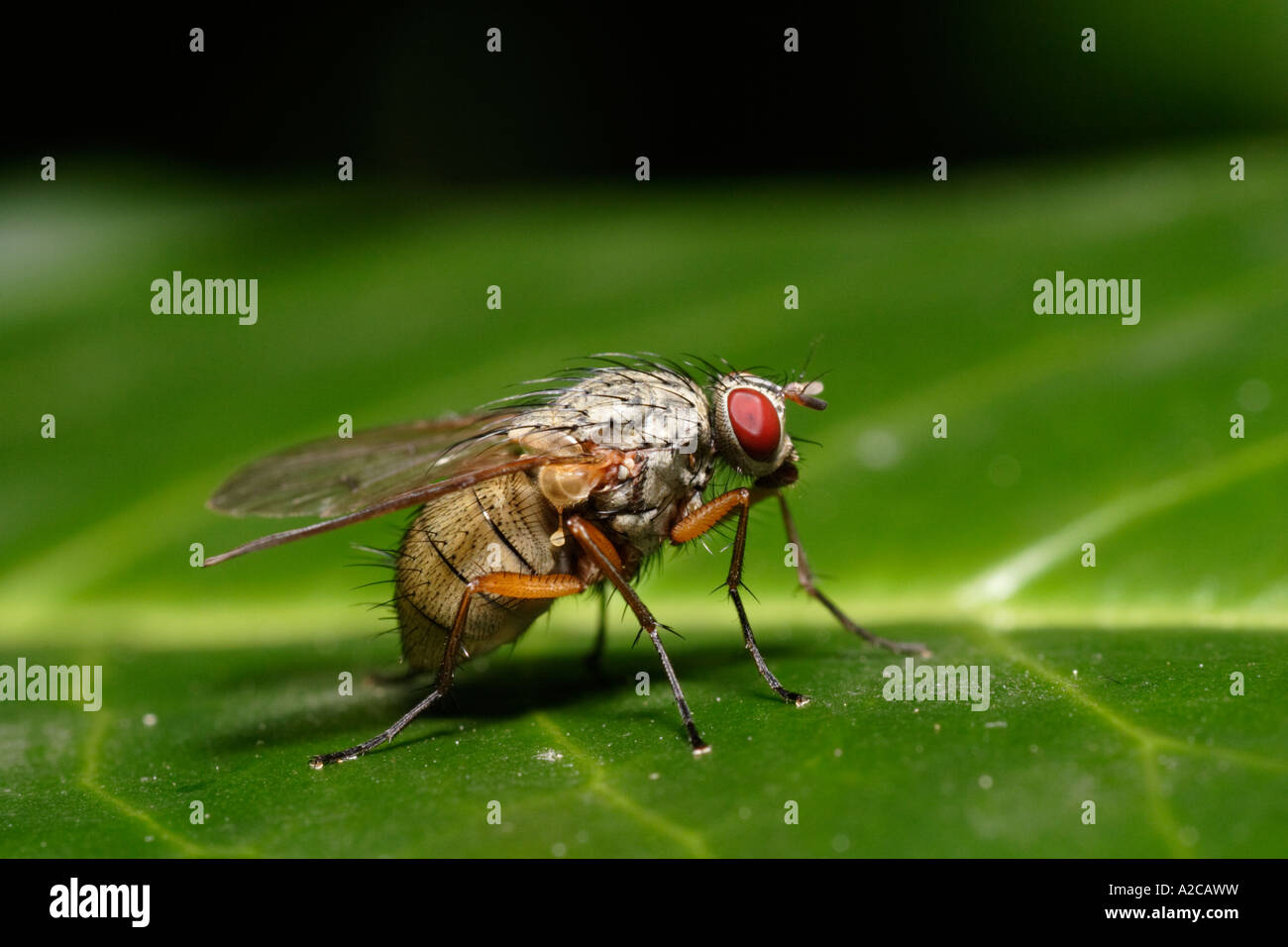 Helina impuncta, un vero fly, veduta laterale Foto Stock