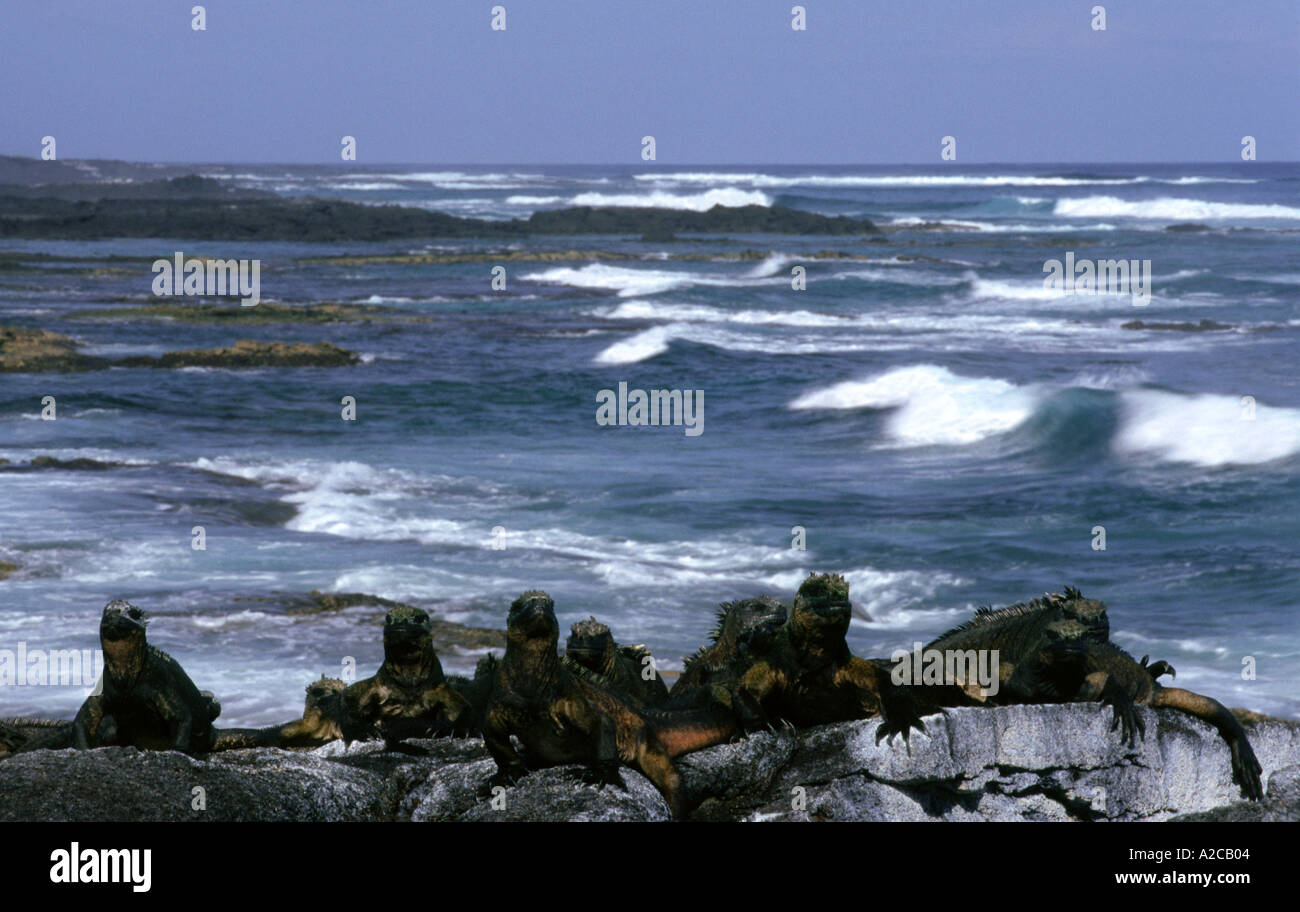 Iguane Marine(Amblyrhynchus cristatus). Seymur Norte isola. Isole Galapagos. Ecuador Foto Stock