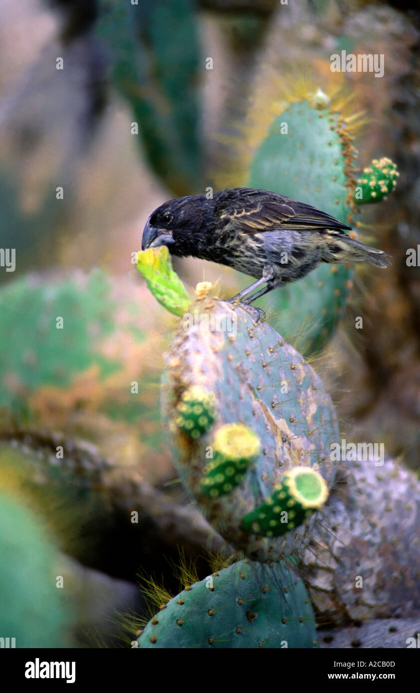 Darwin finch. Grandi cactus finch. (Geospiza canirostris). Isola Genovesa. Isole Galapagos. Ecuador Foto Stock