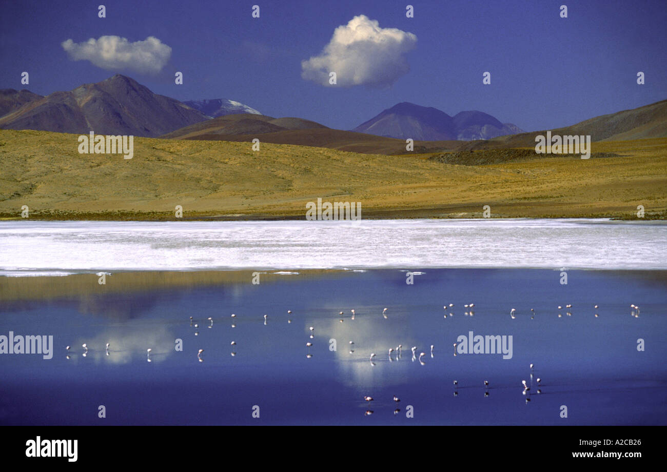 Laguna Hedionda. Vicino Salar de Uyuni. Bolivia Foto Stock