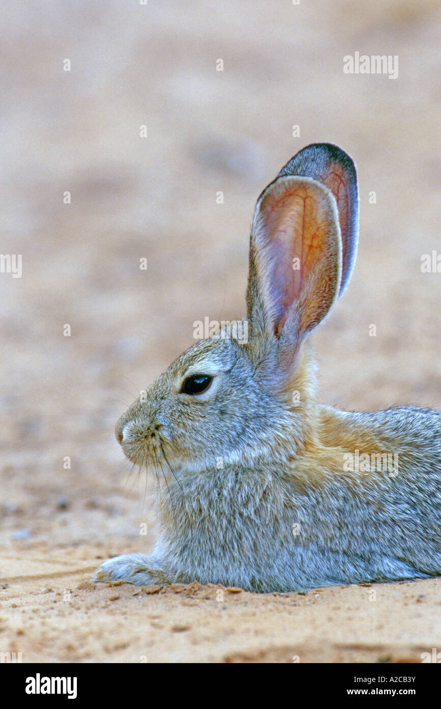 Silvilago Deserto Deserto, coniglio (Sylvilagus audubonii) ritratto Foto Stock