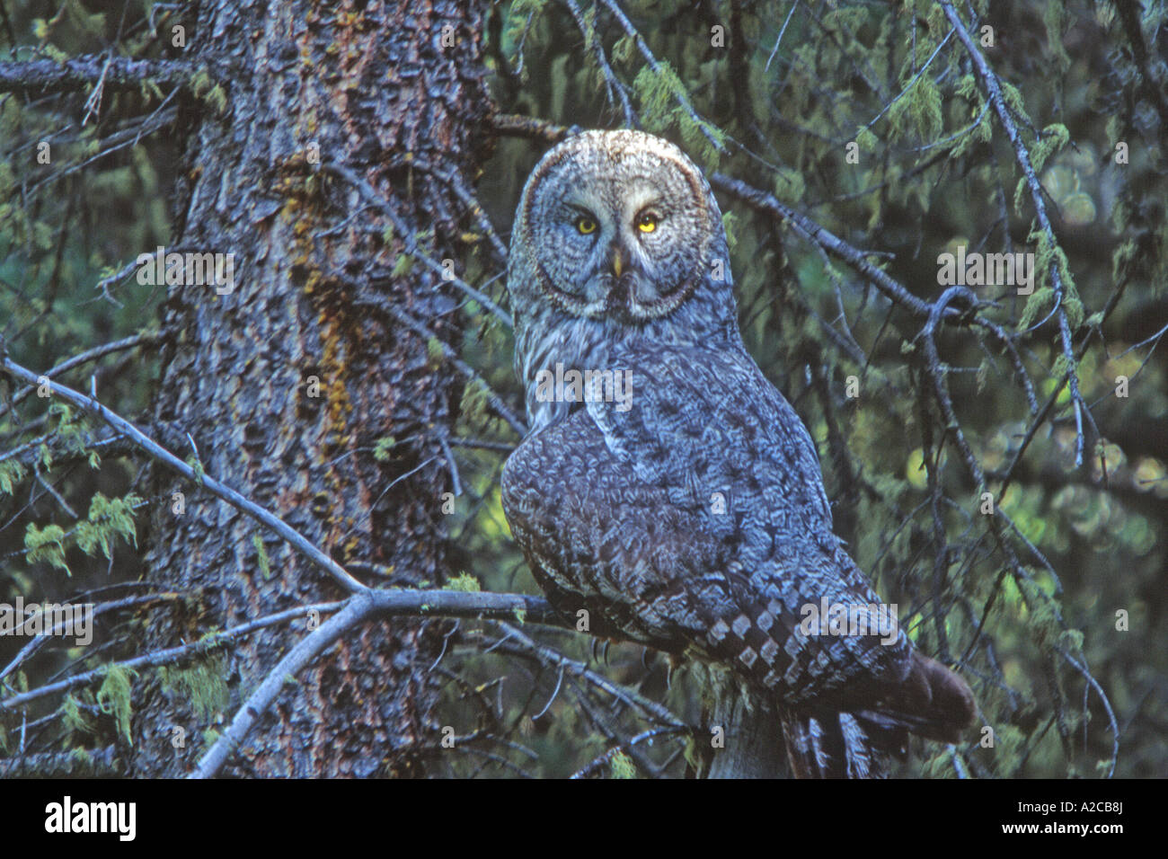 Grande Gufo grigio, Lapponia Allocco (Strix nebulosa), arroccato in conifere Foto Stock