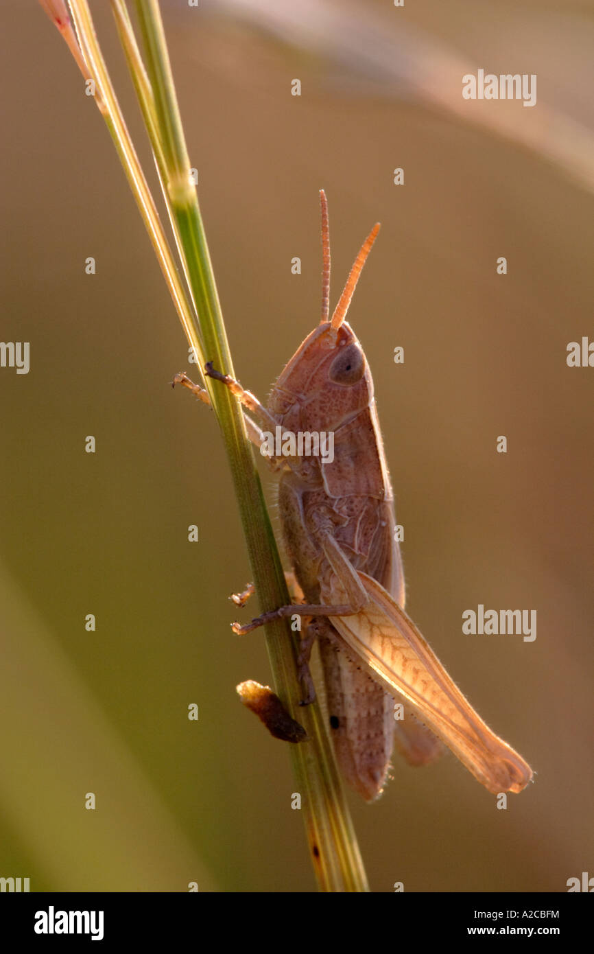 Grasshopper (Chorthippus) sulla levetta Foto Stock