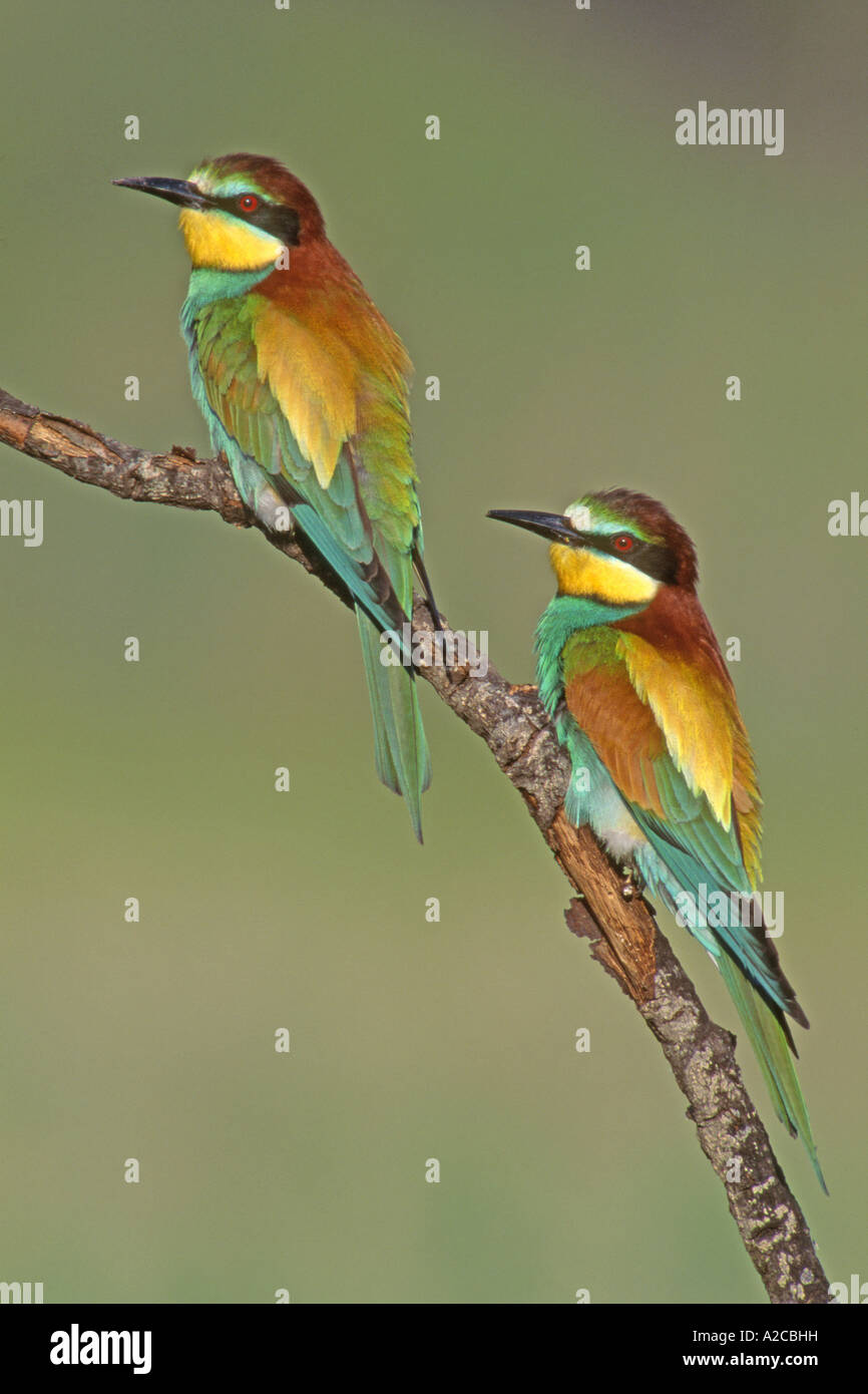 Unione Gruccione (Merops apiaster) , coppia arroccato su ramoscello Italia può Foto Stock
