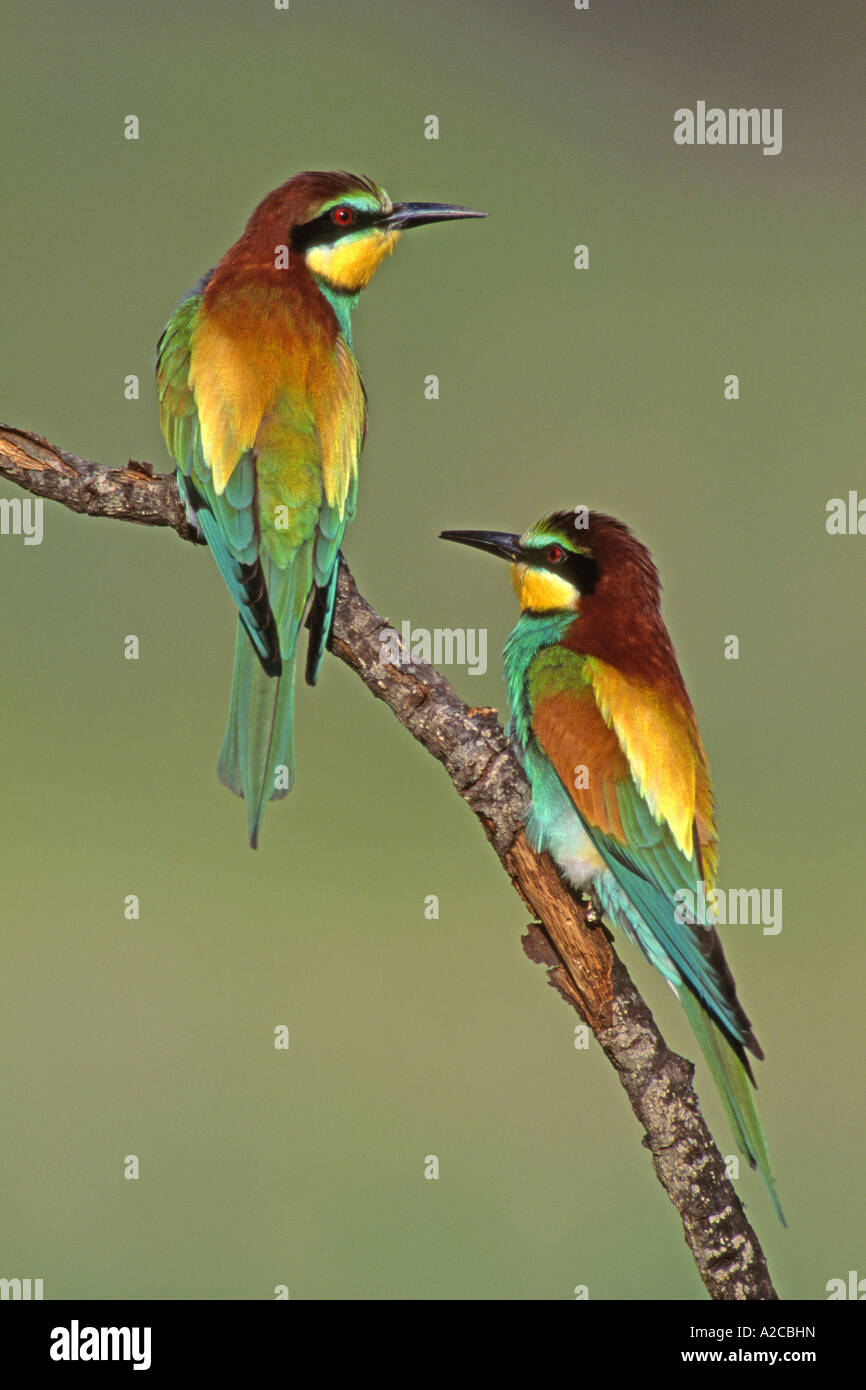 Unione Gruccione (Merops apiaster), coppia arroccato su ramoscello Italia può Foto Stock