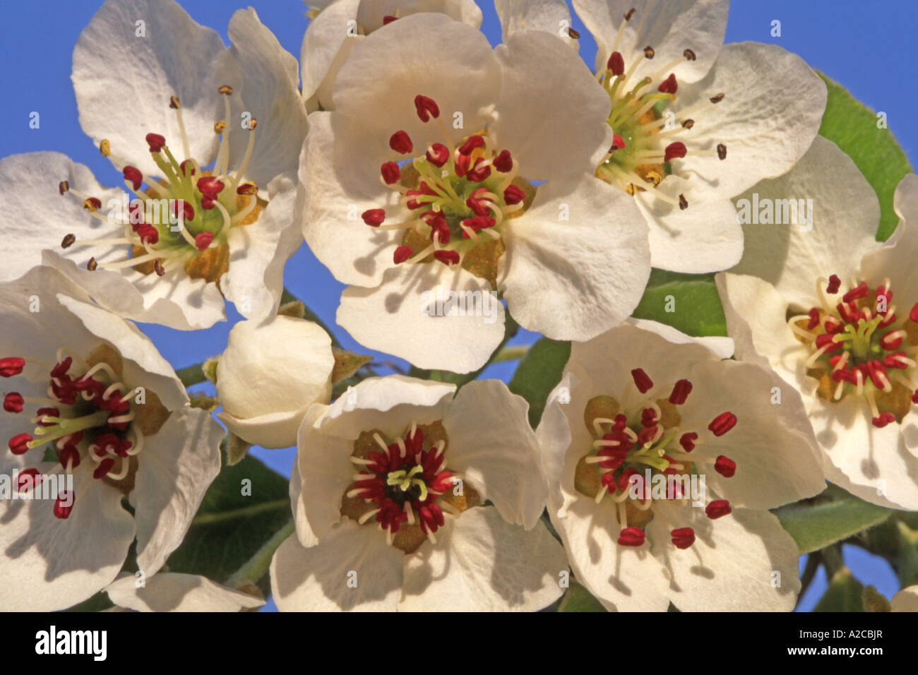 Pera domestico (Pyrus communis), fiori Foto Stock