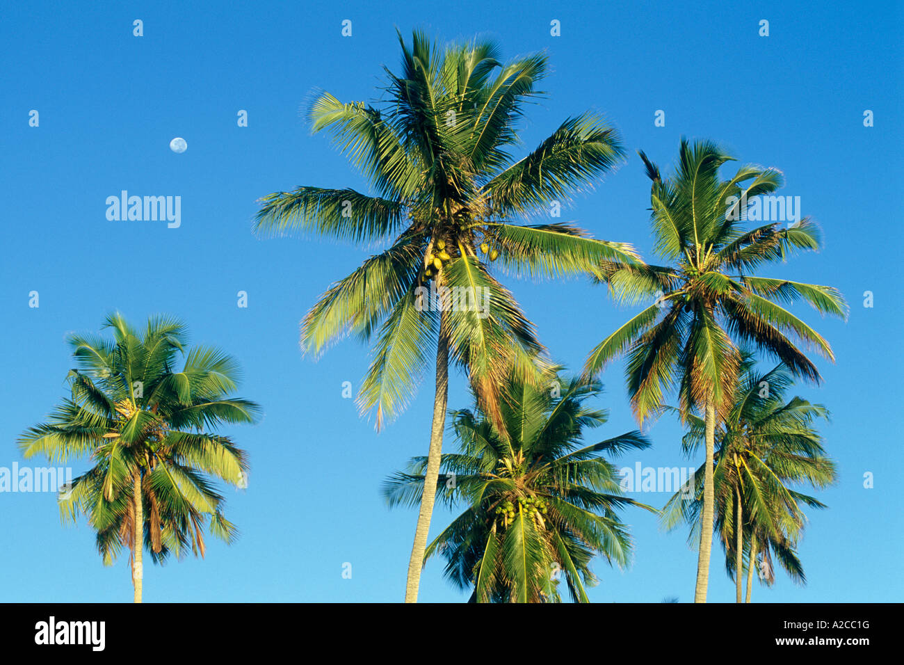 Coco Palm alberi e la luna in Mikadi spiaggia vicino la città di Dar es Salaam in Tanzania in Africa Foto Stock